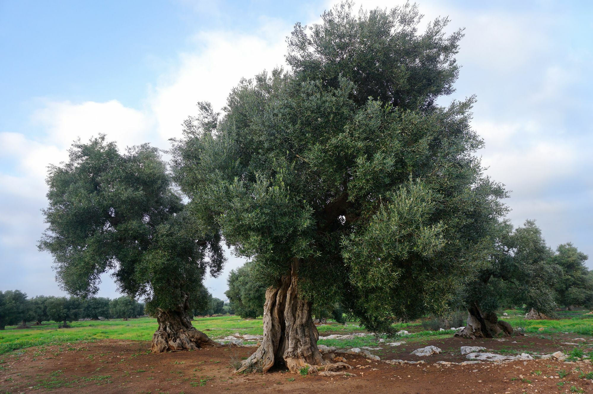 Masseria Capece Pezze Di Greco Ngoại thất bức ảnh